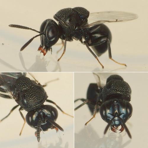 Perilampus sp.